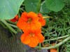 nasturtium_2004_0710.jpg