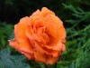 rose-2004_0710.jpg