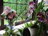 orchids-1.jpg