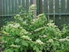 viburnum.jpg