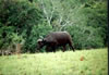 buffalo.jpg