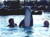 dolphin5.jpg