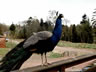 peacock_f.jpg