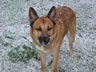 Ben in the Snow